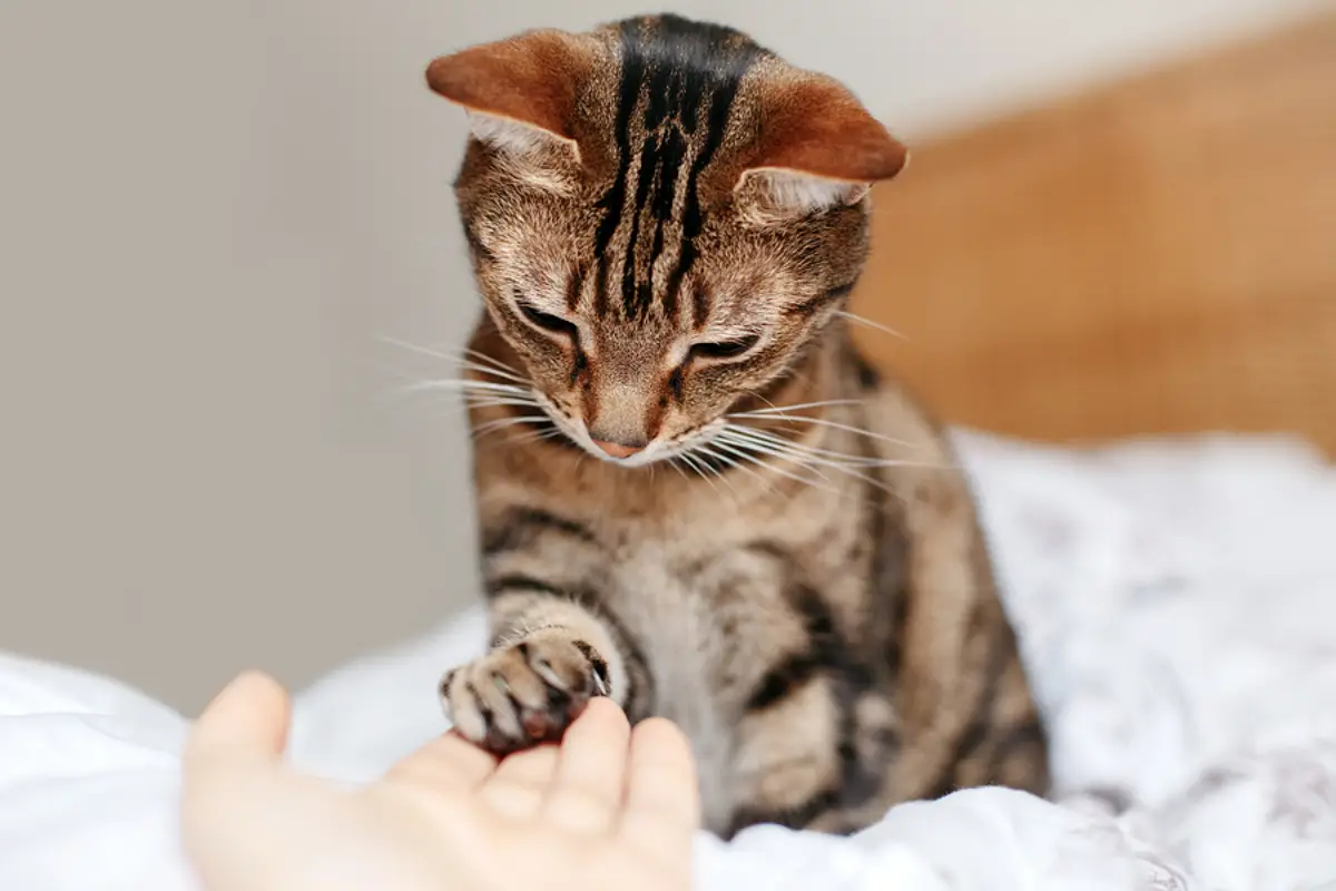 Pet-Friendly Leasing in Santa Cruz: Crafting Policies That Work for Landlords and Tenants